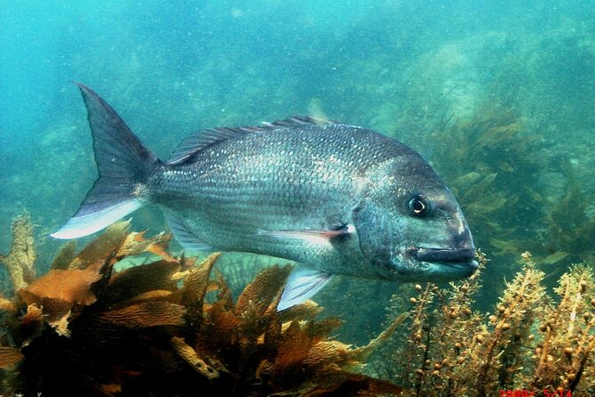 Cathedral Cove Dive & Snorkel- Marine Reserve specialised trips - Leaving Hahei Beach in a small boat