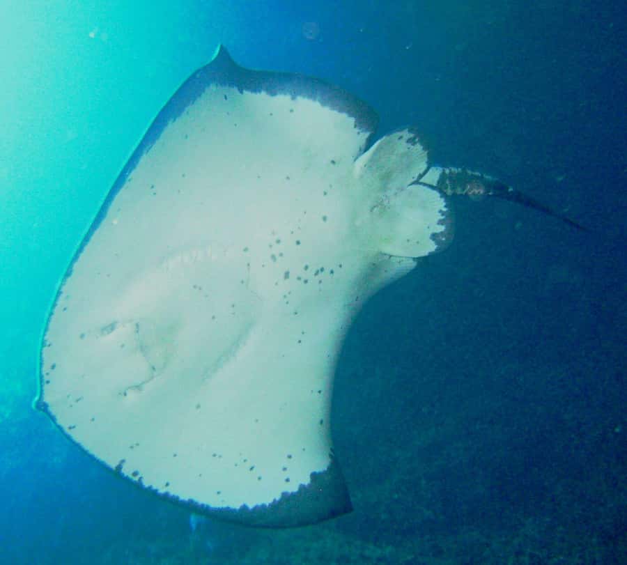 Cathedral Cove Marine Reserve: Snorkeling Boat Trip - Key points to know before booking