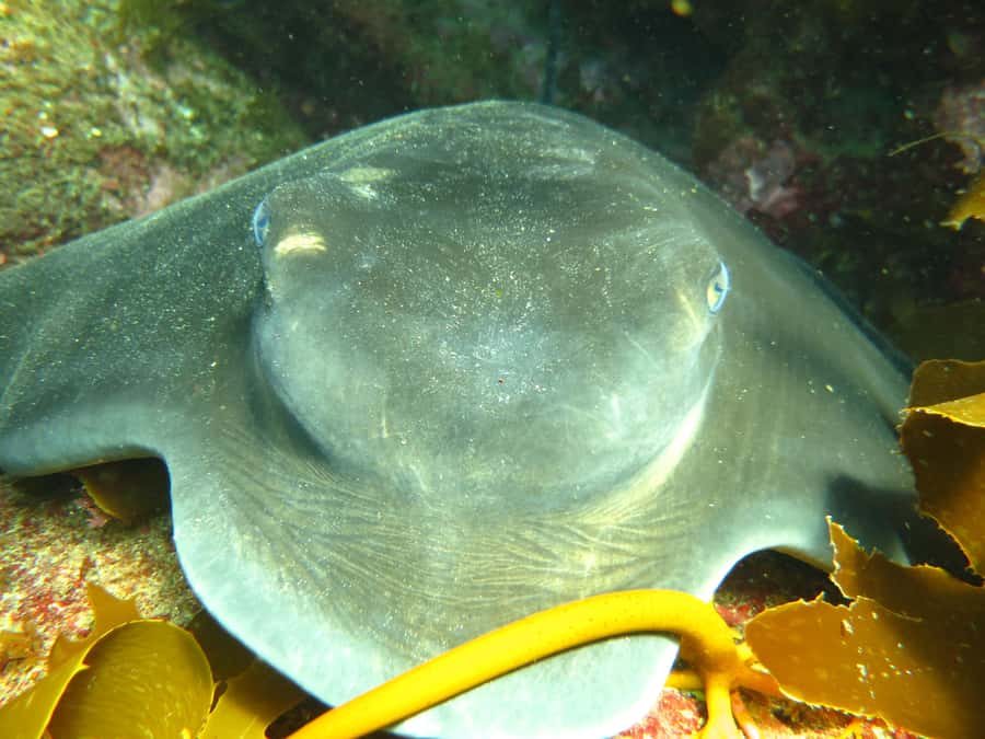 Cathedral Cove Marine Reserve: Snorkeling Boat Trip - Practical planning for a smoother outing