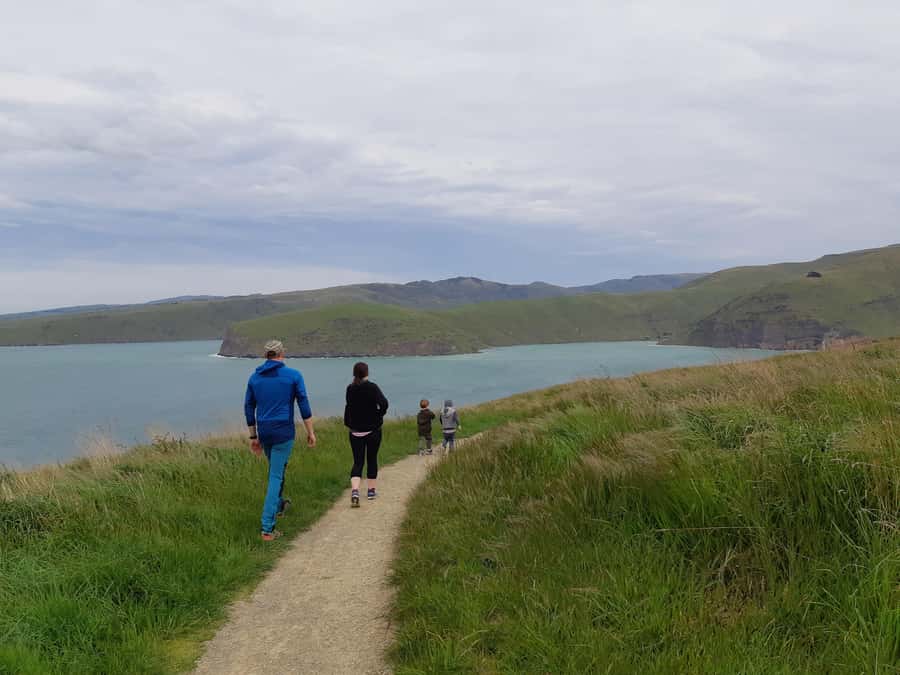 Christchurch: Godley Head & Lyttelton Guided Walking Tour - What the guide adds to the day