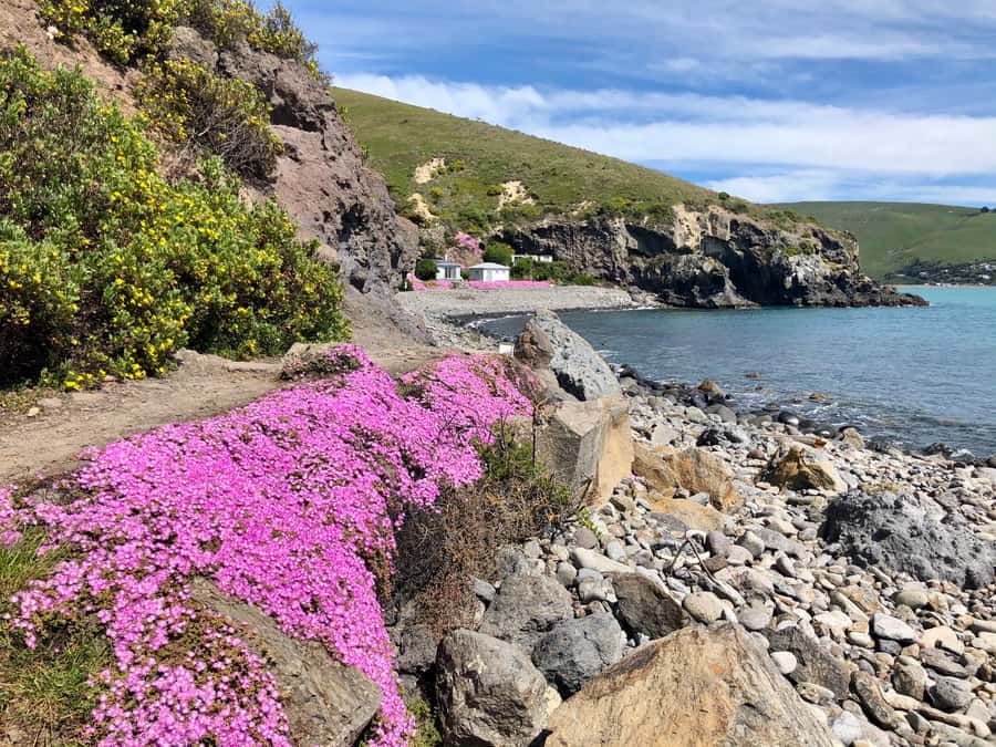 Christchurch: Guided Crater Rim Walk with Picnic - Why this walk is a smart Christchurch choice