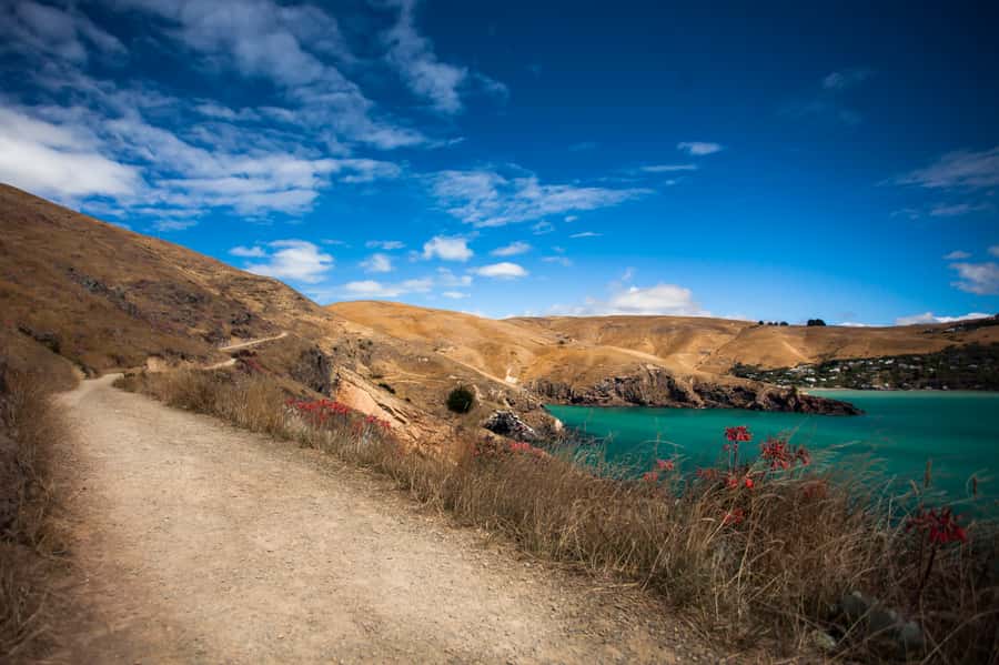 Christchurch: Guided Crater Rim Walk with Picnic - Walking the 8 km Godley Head loop