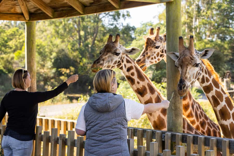 Christchurch: Orana Wildlife Park Admission - Why Orana Works Better Than a Quick Zoo Visit