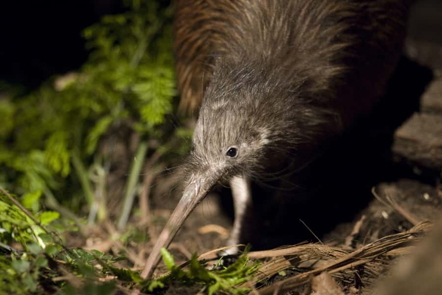 Christchurch: Orana Wildlife Park Admission - Starting at 10 AM and Following the Presentation Route