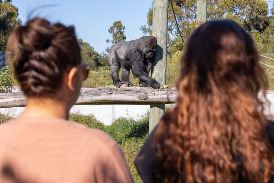 Christchurch: Orana Wildlife Park Admission - Giraffe Feeding and a Close Look at Rhino