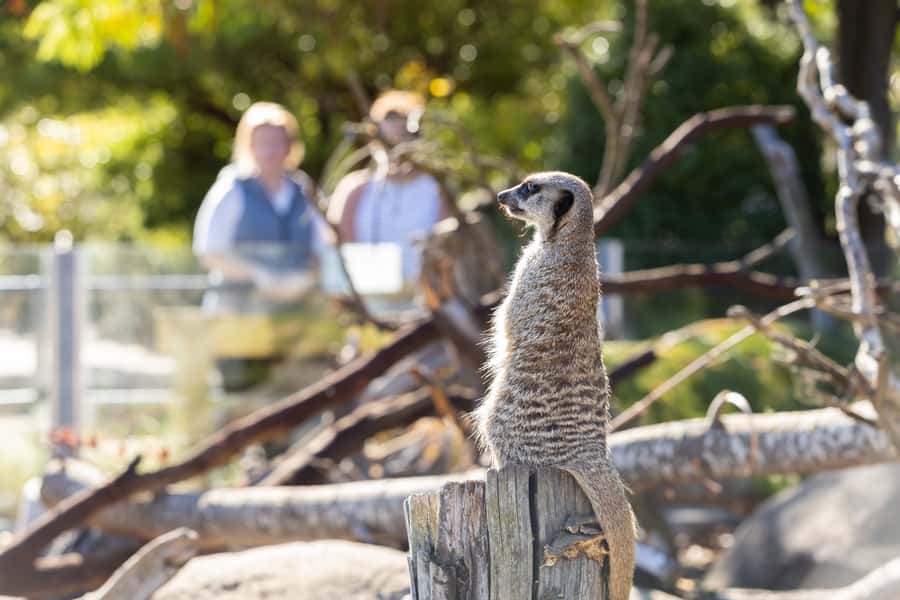 Christchurch: Orana Wildlife Park Admission - The Free Shuttle and the Eight-Stop Strategy
