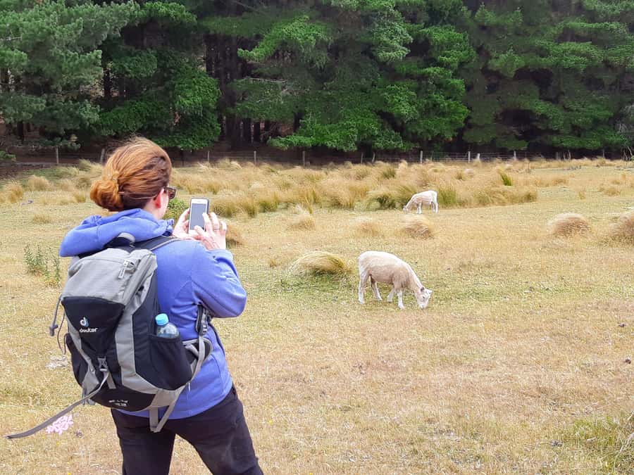 Christchurch: Packhorse Hut Guided Walk and Scenic Drive - From Cathedral Square to the Sign of the Takahe
