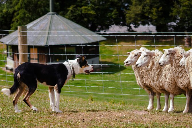 Christchurch Sheep Farm Visit - Key points to know before booking