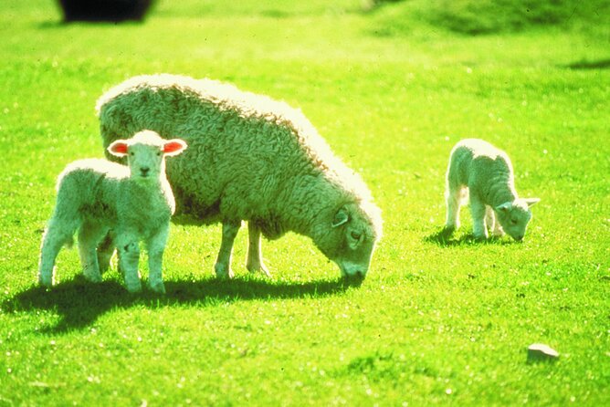 Christchurch Sheep Farm Visit - What $111.70 buys you