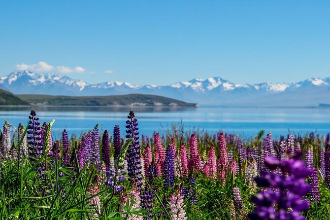 Christchurch to Mt Cook via Lake Tekapo One Way Small Group Tour - Arriving at Aoraki Mt Cook National Park