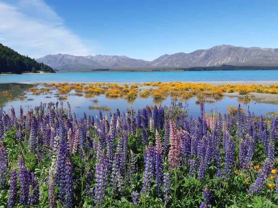 Christchurch: to Queenstown via Mt Cook 1 Way Tour - Two hours at Aoraki/Mt Cook National Park