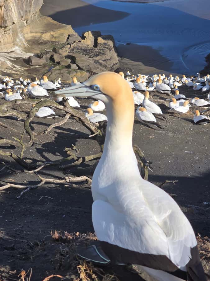 “City & Coast & Country” – A Relaxed Day Tour from Auckland - Why this Auckland day trip works