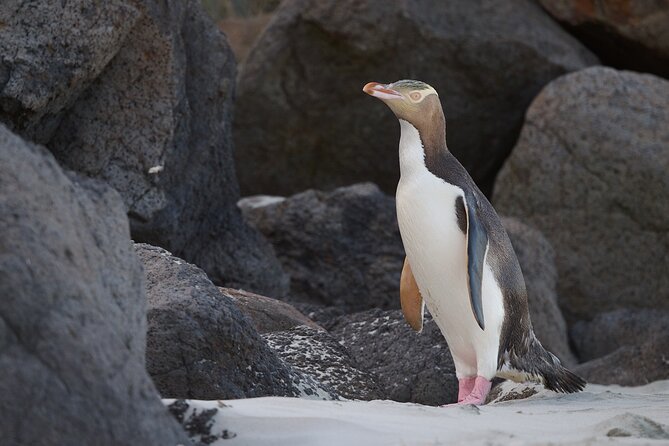 Clearwater Wildlife Tours (small group 10max) Otago Peninsula - Cape Saunders farm and the fur seal colony
