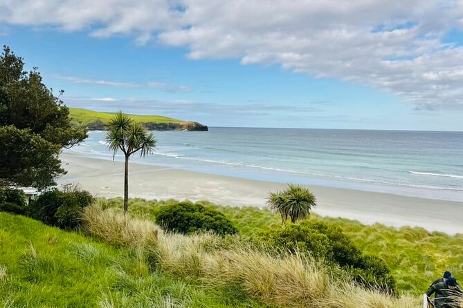 Clearwater Wildlife Tours (small group 10max) Otago Peninsula - What the guide adds to the four-hour outing