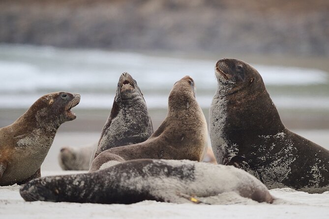 Clearwater Wildlife Tours (small group 10max) Otago Peninsula - Walking, weather, and the honest fitness check