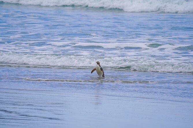 Clearwater Wildlife Tours (small group 10max) Otago Peninsula - Is $139.63 a fair price?