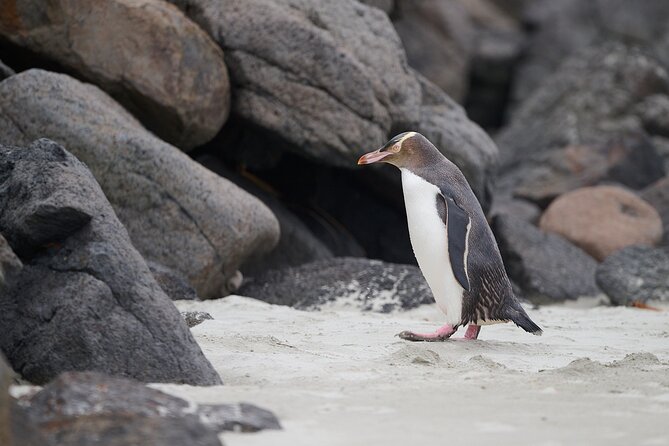 Clearwater Wildlife Tours (small group 10max) Otago Peninsula - What you should bring