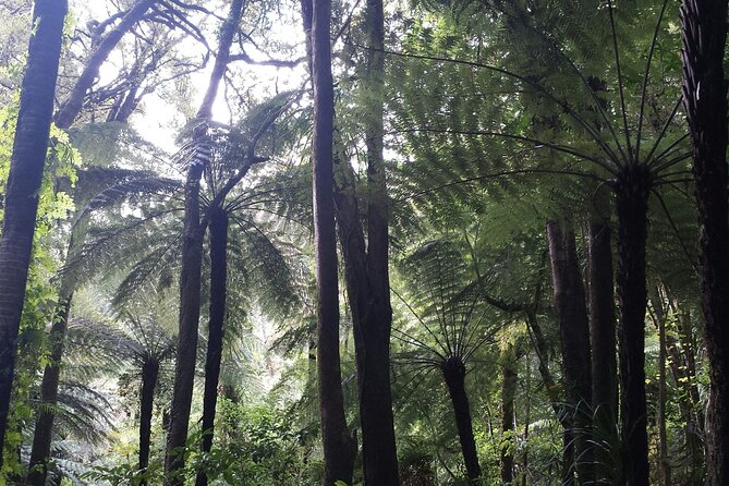 Coast and Rainforest Eco-Tour from Auckland with Picnic Lunch - Piha Beach: black sand and powerful surf