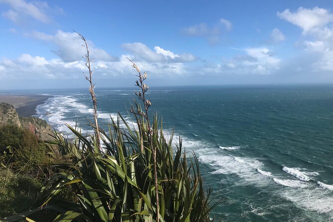 Coast and Rainforest Eco-Tour from Auckland with Picnic Lunch - Waitakere rainforest and giant kauri trees