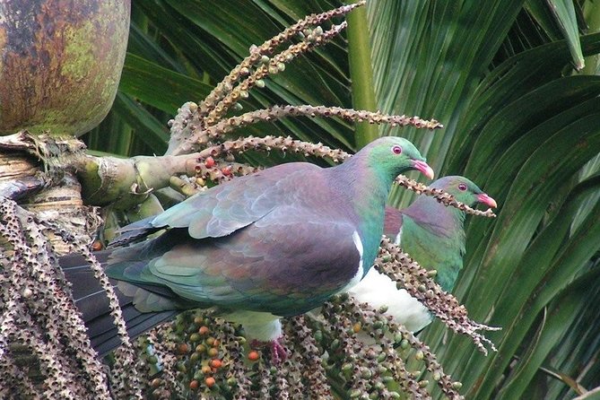 Coast and Rainforest Eco-Tour from Auckland with Picnic Lunch - What the guide adds to the day