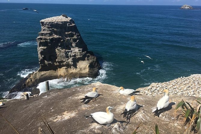 Coast to Coast Private Eco Tour - Bastion Point and the story behind the view