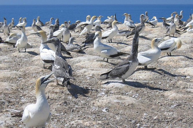 Coast to Coast Private Eco Tour - Muriwai Beach and the gannet colony