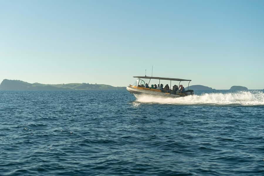 Coromandel: Aldermen Islands Marine Reserve Wildlife Cruise - Why the maximum of 12 people matters