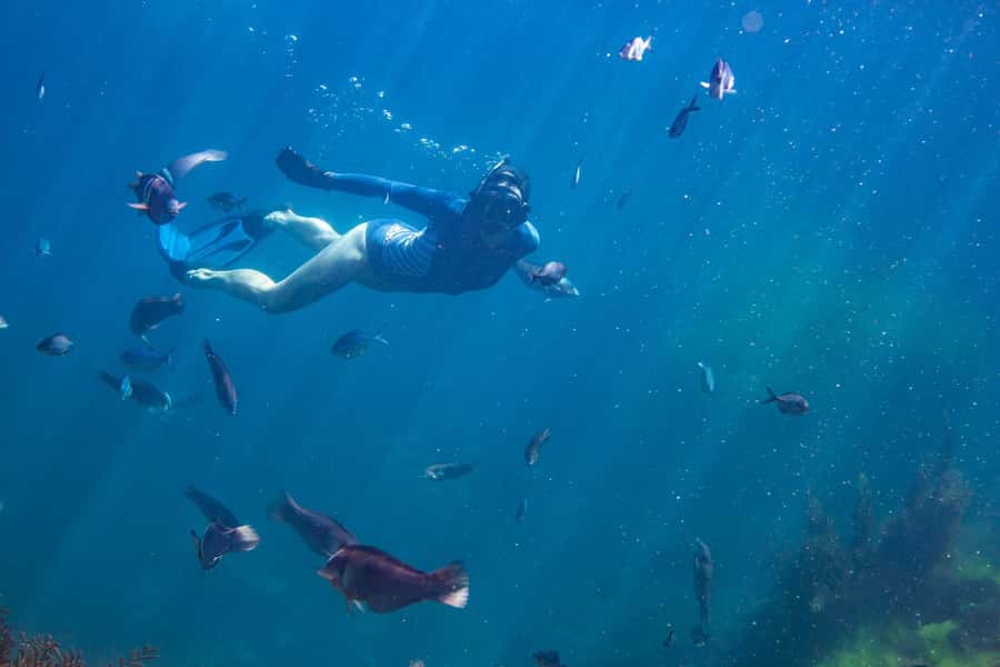 Coromandel: Aldermen Islands Marine Reserve Wildlife Cruise - Weather, safety, and what to pack