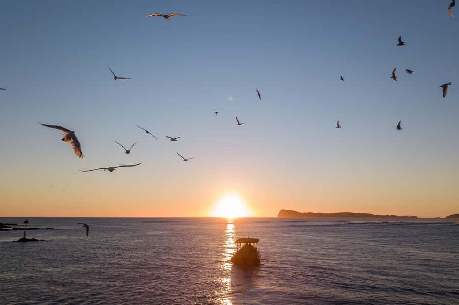 Coromandel: Aldermen Islands Marine Reserve Wildlife Cruise - Should you book the Aldermen Islands cruise?