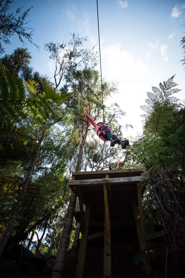 Coromandel: Guided Zipline Tour Experience - Is $87 a fair price?
