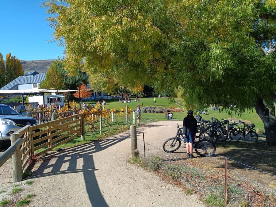 Cromwell: Lake Dunstan Trail Bike Rental and Luxury Shuttle - Should You Book the Lake Dunstan Trail Ride?