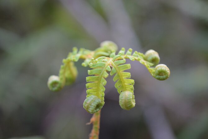 Cruise & Rainforest Walk - Franz Josef Glacier - What the 2-hour-30-minute schedule feels like