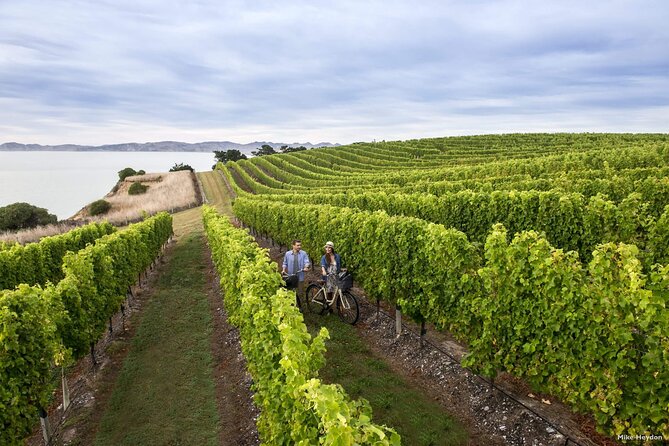 CRUISE SHIP DAY Marlborough Hop On Hop Off Wine Tours - Spy Valley, Clos Henri, and Allan Scott