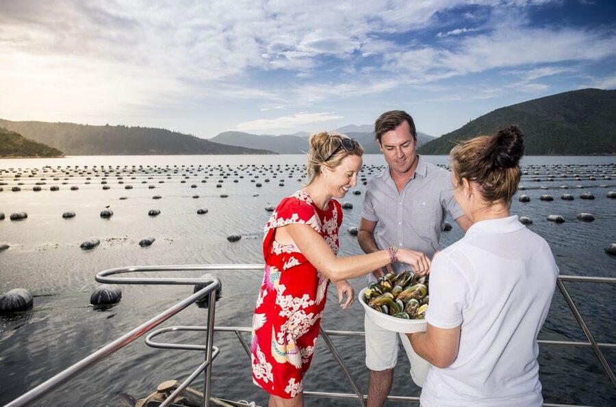 Depart Picton: Marlborough Sounds Afternoon Seafood Cruise - Booking tips for a smoother afternoon