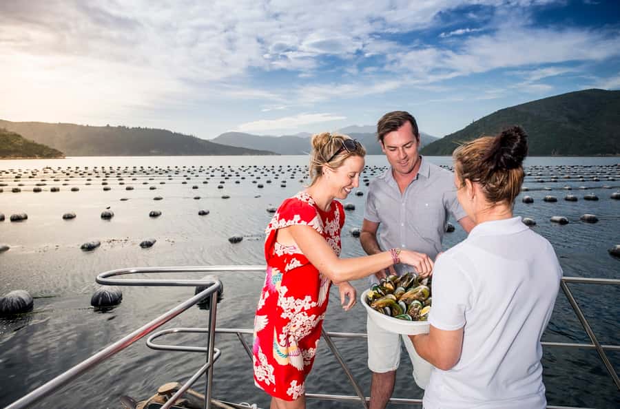 Depart Picton: Marlborough Sounds Afternoon Seafood Cruise - Seafood with a Marlborough connection