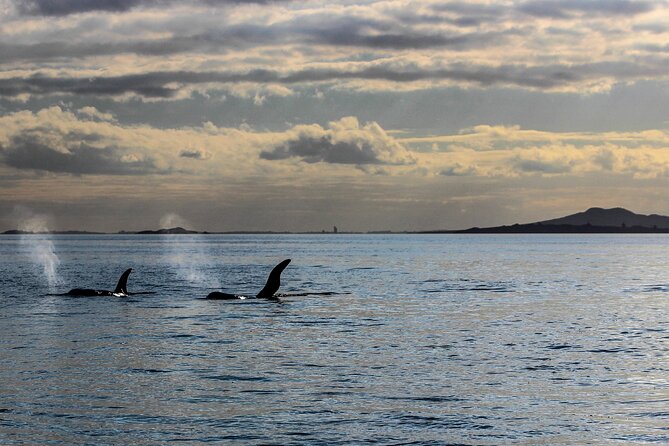 Discover Auckland City Tour: The City of Sails - One Tree Hill and Maungakiekie