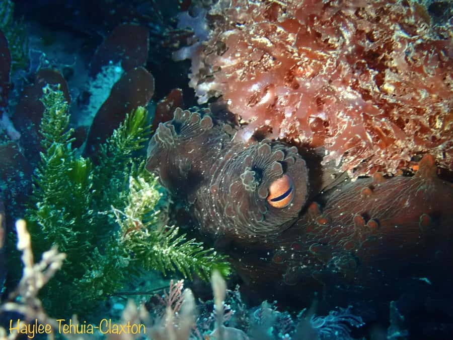 Double Boat Dive with Equipment - Why Kaikoura works so well for cold-water scuba