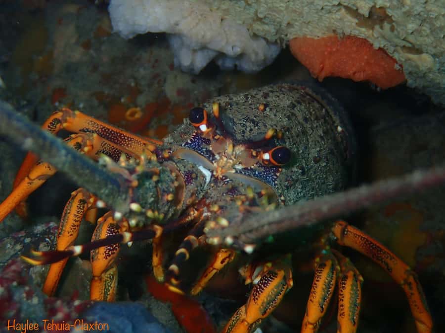 Double Boat Dive with Equipment - Five hours from West End to the second sea session