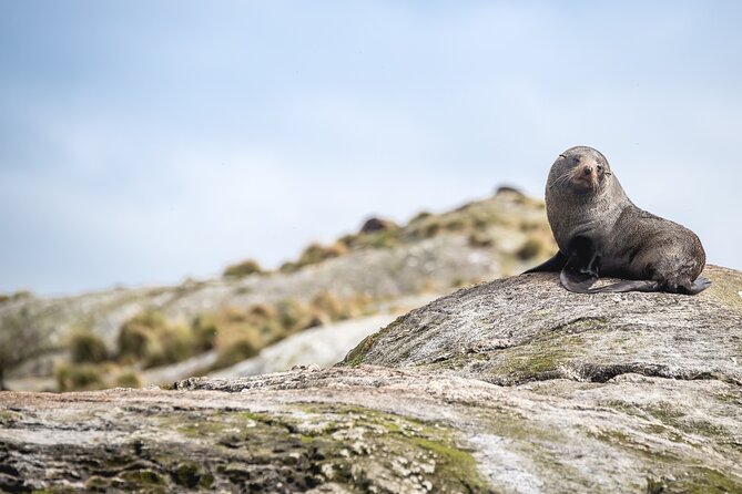 Doubtful Sound Wilderness Cruise from Queenstown - Wildlife, waterfalls, and realistic expectations
