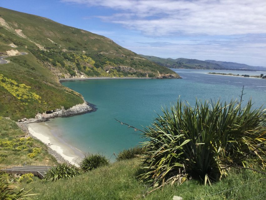 Dunedin: City Highlights and Otago Peninsula Scenery - Starting at Port Chalmers or The Octagon