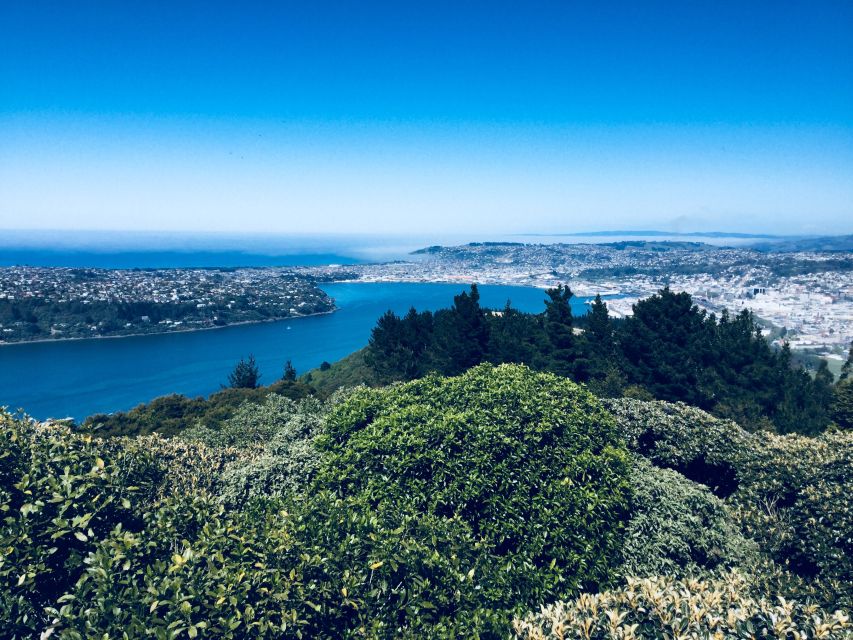 Dunedin: City Highlights and Otago Peninsula Scenery - Free Time at the Royal Albatross Centre