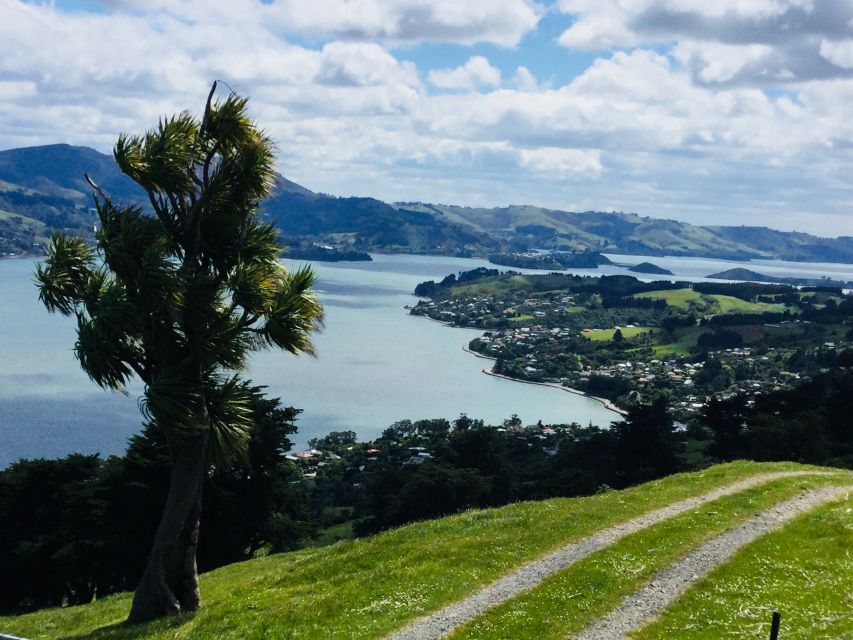 Dunedin: City Highlights and Otago Peninsula Scenery - Baldwin Street and Dunedin’s First Viewpoints