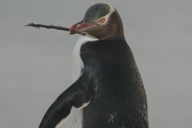 Dunedin City Highlights, Otago Peninsula Scenery & a Guided Penguin Reserve Tour - Why this tour works for a short Dunedin visit