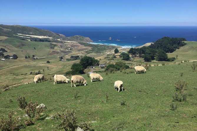 Dunedin City Highlights, Otago Peninsula Scenery & a Guided Penguin Reserve Tour - Otago Peninsula is the scenic heart of the day
