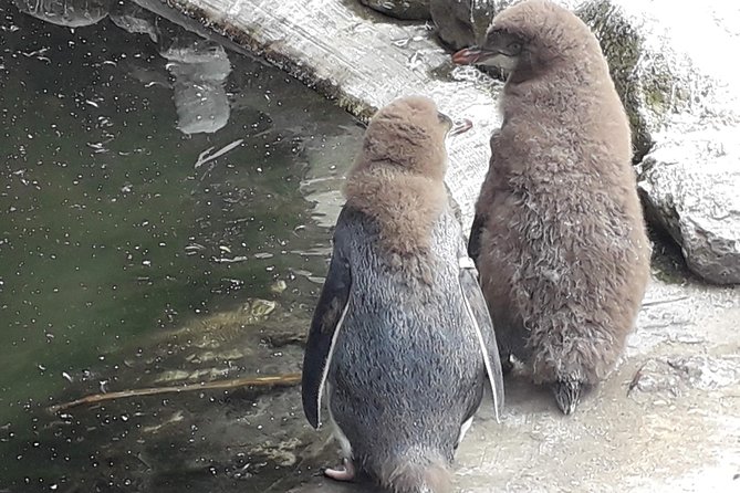 Dunedin City Highlights, Otago Peninsula Scenery & a Guided Penguin Reserve Tour - The private reserve is about conservation, not a penguin show