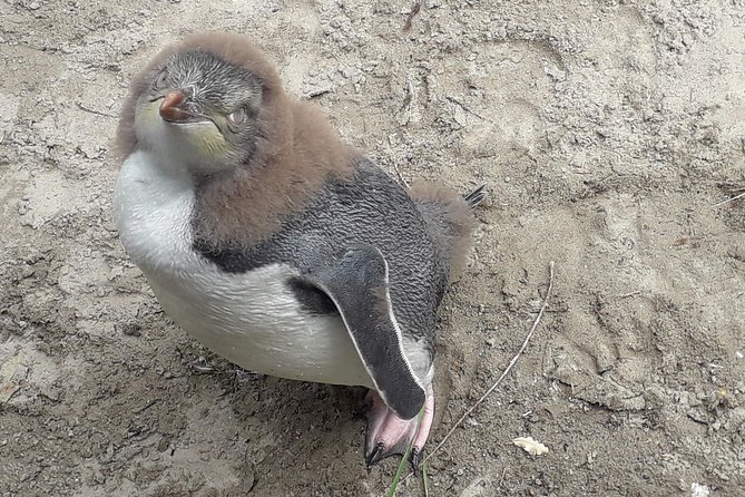 Dunedin City Highlights, Otago Peninsula Scenery & a Guided Penguin Reserve Tour - The minibus is the main risk