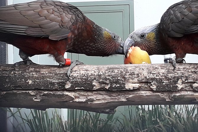 Dunedin City Highlights, Otago Peninsula Scenery & a Guided Penguin Reserve Tour - Baldwin Street gives you a quick Dunedin jolt