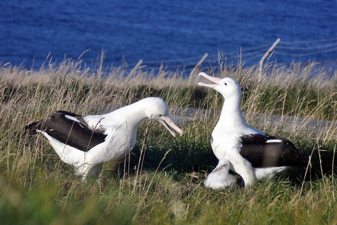 Dunedin City Highlights, Otago Peninsula Scenery & Albatross Guided Tour - Why the albatross gives this tour its focus