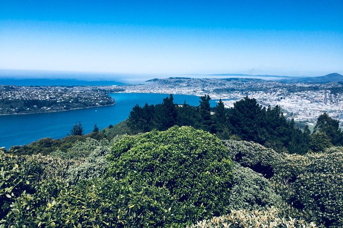 Dunedin City Highlights, Otago Peninsula Scenery & Albatross Guided Tour - Baldwin Street starts the Dunedin portion with a steep jolt