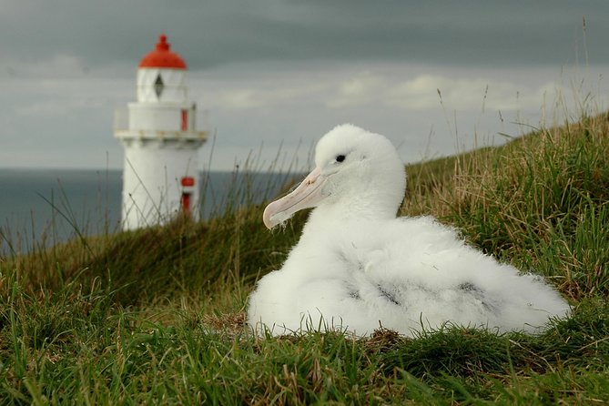 Dunedin City Highlights, Otago Peninsula Scenery & Albatross Guided Tour - Highcliff delivers the best photo stops